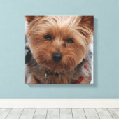Yorkie Canvas Print (Insitu (Houten vloer))