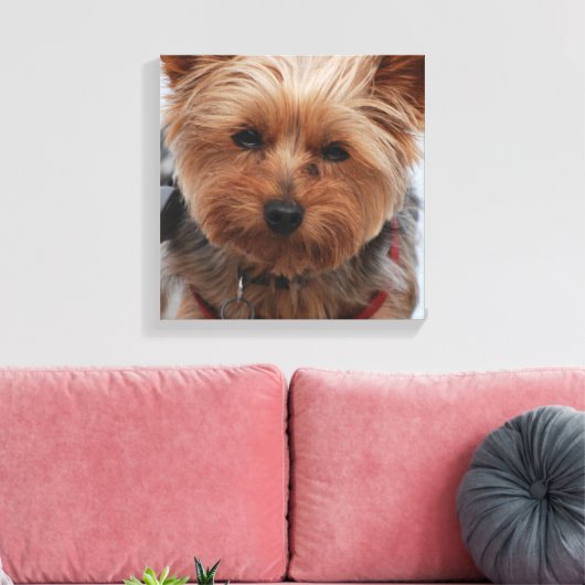 Yorkie Canvas Print (Insitu (Woonkamer))