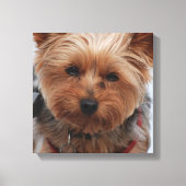 Yorkie Canvas Print (Voorkant)