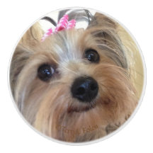 Yorkie Custom Ceramic Knob.