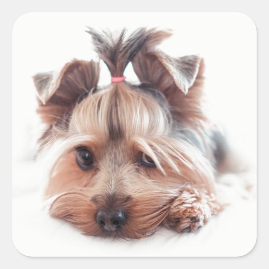 Yorkie Dog Square Stickers (Voorkant)