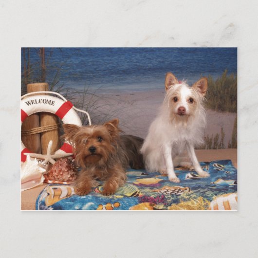 Yorkie en Friends Beach Time Briefkaart (Voorkant)