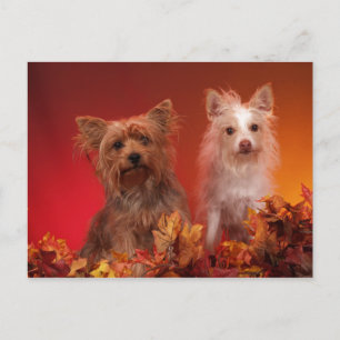 Yorkie en Friends Briefkaarten