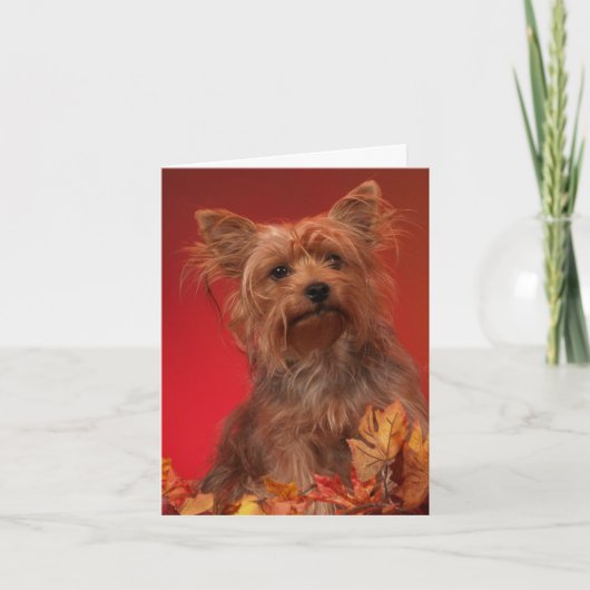 Yorkie Happy Thanksgiving Kaarten (Voorkant)