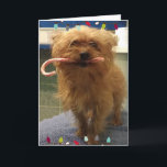 Yorkie Hond Kerststok Christmas Kaart<br><div class="desc">Mooie kleine Yorkie met een kerststok zeggende "likken en kusjes,  Prettig Kerstfeest"</div>