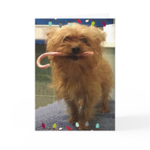 Yorkie Hond Snoepstok Kerstkaart