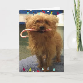 Yorkie Hond Snoepstok Kerstkaart Kaart