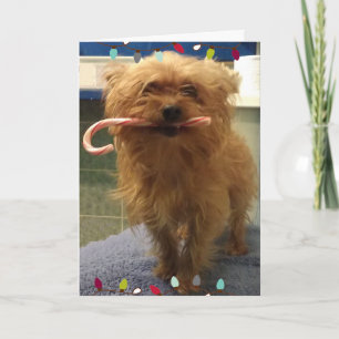 Yorkie Hond Snoepstok Kerstkaart Kaart