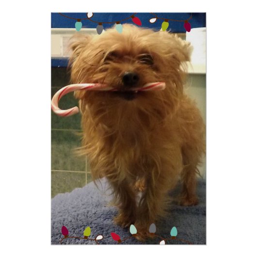 Yorkie Hond Snoepstok Perfect Poster (Voorkant)