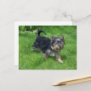 yorkie in beweging briefkaart