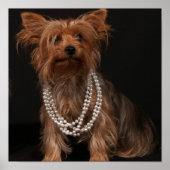 Yorkie in het Poster Pearls (Voorkant)