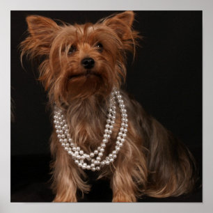 Yorkie in het Poster Pearls