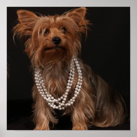 Yorkie in het Poster Pearls (Voorkant)