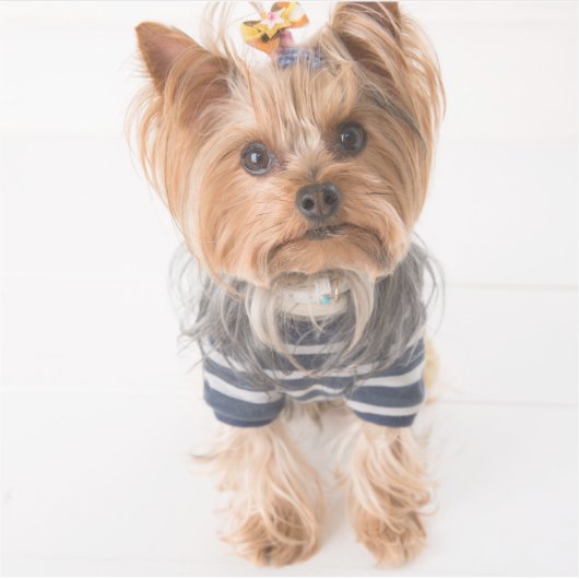 yorkie-in-sweater sticker (Voorkant)