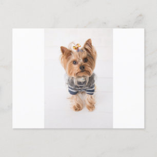 yorkie-in trui briefkaart