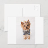 yorkie-in trui briefkaart (Voorkant / Achterkant)