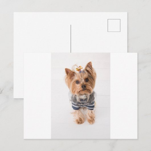 yorkie-in trui briefkaart (Voorkant / Achterkant)