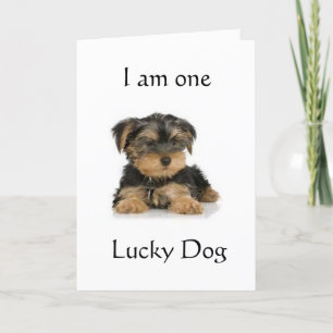 "YORKIE IS ÉÉN LUCKY DOG" BIRTHDAY WISHT KAART
