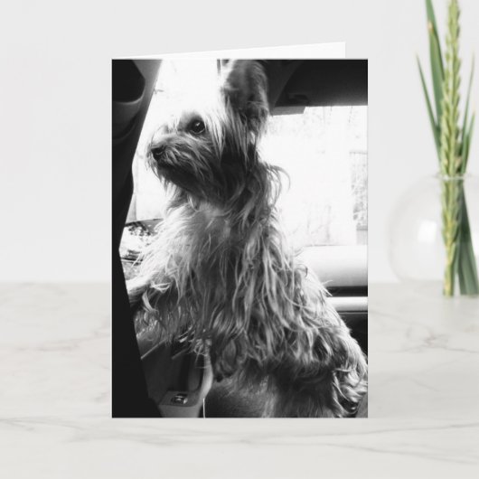 Yorkie Kaart (Voorkant)