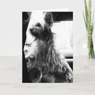 Yorkie Kaart