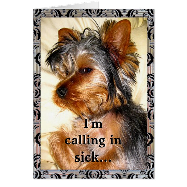 Yorkie LoveSick  (Voorkant)