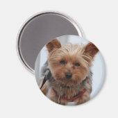 Yorkie Magnet (Voorkant / Achterkant)