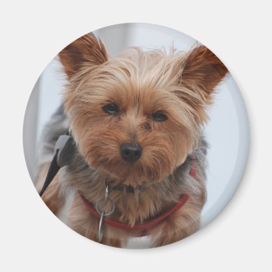 Yorkie Magnet (Voorkant)