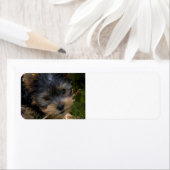 yorkie met stok etiket (Insitu)