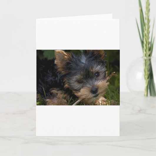 yorkie met stok kaart (Voorkant)