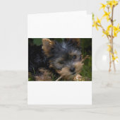 yorkie met stok kaart (Gele Bloem)