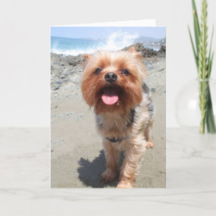 Yorkie mist je kaart