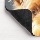 yorkie muismat (Hoek)