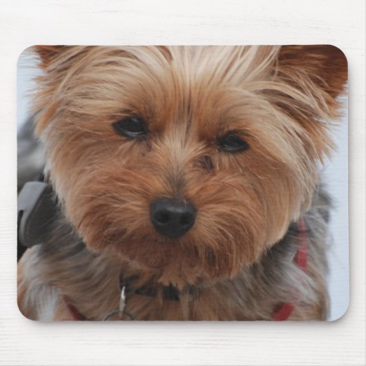 Yorkie Muismat (Voorkant)
