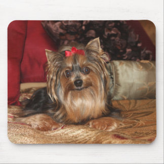 Yorkie Muismat