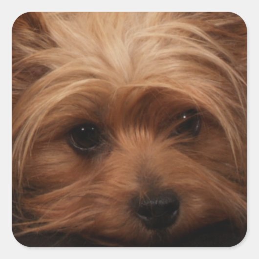 Yorkie of je Dog Afbeelding Vierkante Sticker (Voorkant)