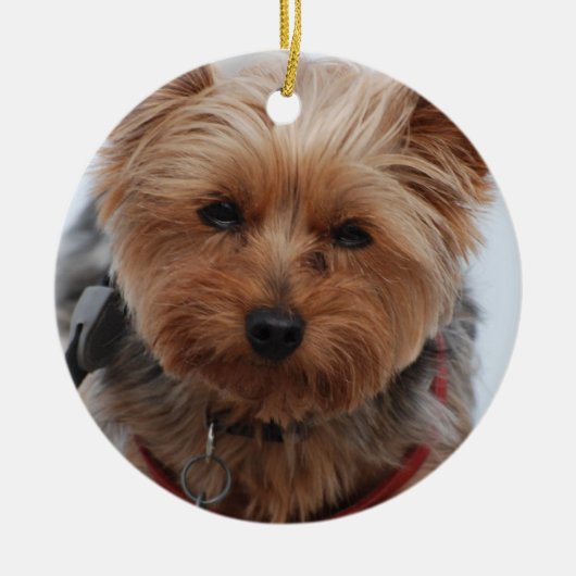 Yorkie Ornament (Voorkant)