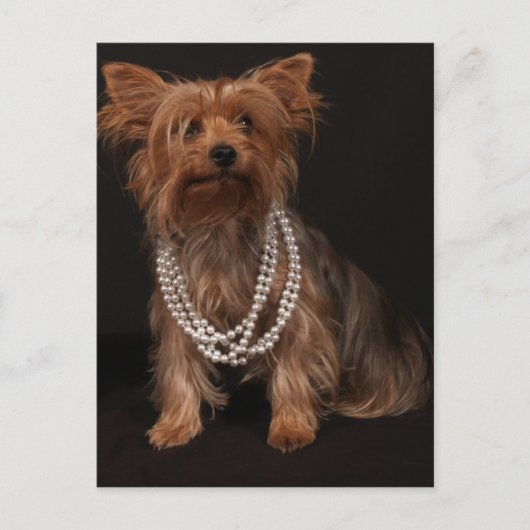 Yorkie Pearls Briefkaart (Voorkant)