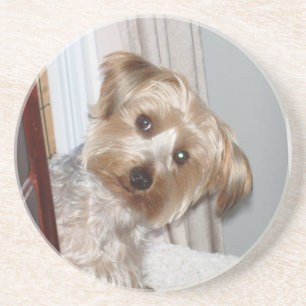 Yorkie Peeking rond de hoek Zandsteen Onderzetter