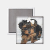 Yorkie-Poo vierkante magneet (Voorkant / Achterkant)
