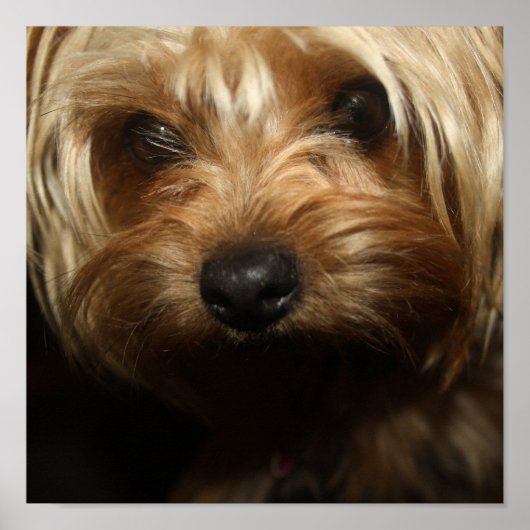Yorkie Poster (Voorkant)