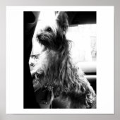 Yorkie Poster (Voorkant)