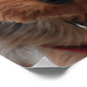 Yorkie Poster (Hoek)