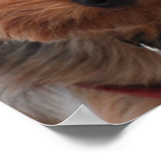 Yorkie Poster (Hoek)