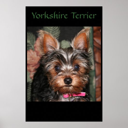 Yorkie Poster (Voorkant)