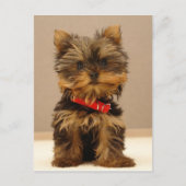 Yorkie Products Briefkaart (Voorkant)