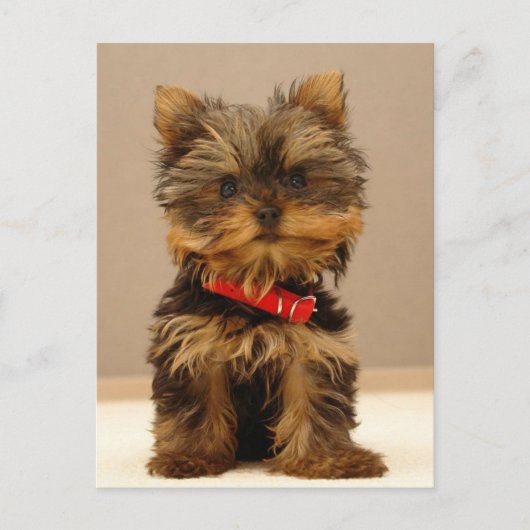 Yorkie Products Briefkaart (Voorkant)