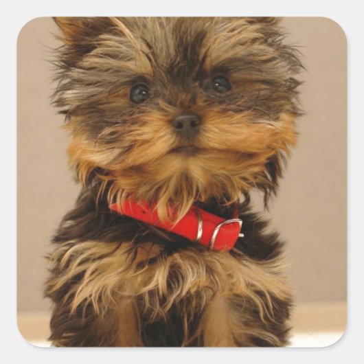 Yorkie Products Vierkante Sticker (Voorkant)
