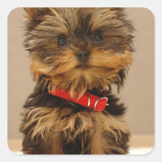 Yorkie Products Vierkante Sticker