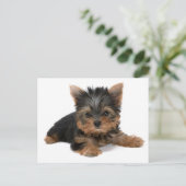 Yorkie Pup Briefkaart (Staand voorkant)