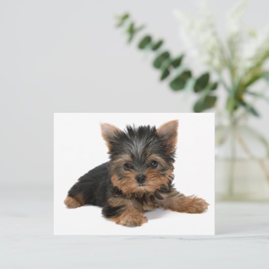 Yorkie Pup Briefkaart (Staand voorkant)